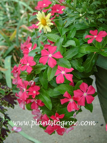 Vinca Mediterranean Deep Rose
With  Ageratum and the yellow Marguerite Daisy.